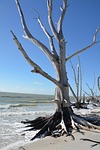 tree, dead, dead plant
