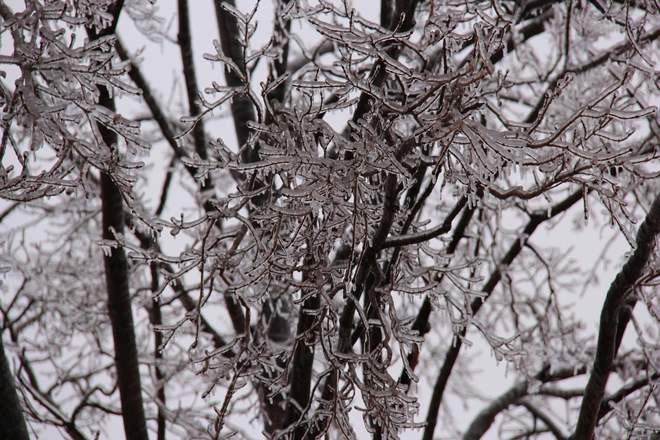 free photo icicles tree branches ice storm free free photo icicles tree branches ice storm free