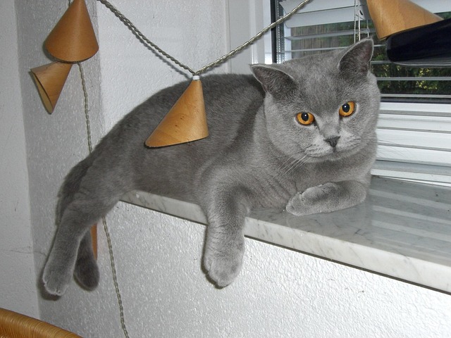 Free Cat Window Sill photo and picture