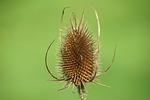 fuller's teasel, flower, plant