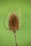 fuller's teasel, teasel, flower