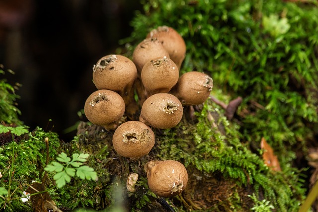 Free Mushrooms Moss photo and picture