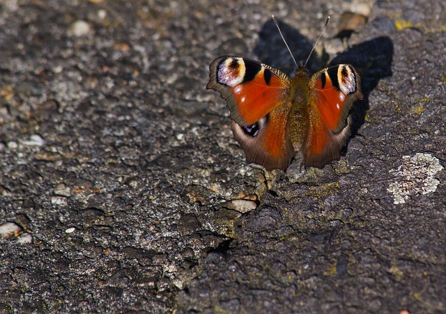 Free Peacock Butterfly Butterfly photo and picture