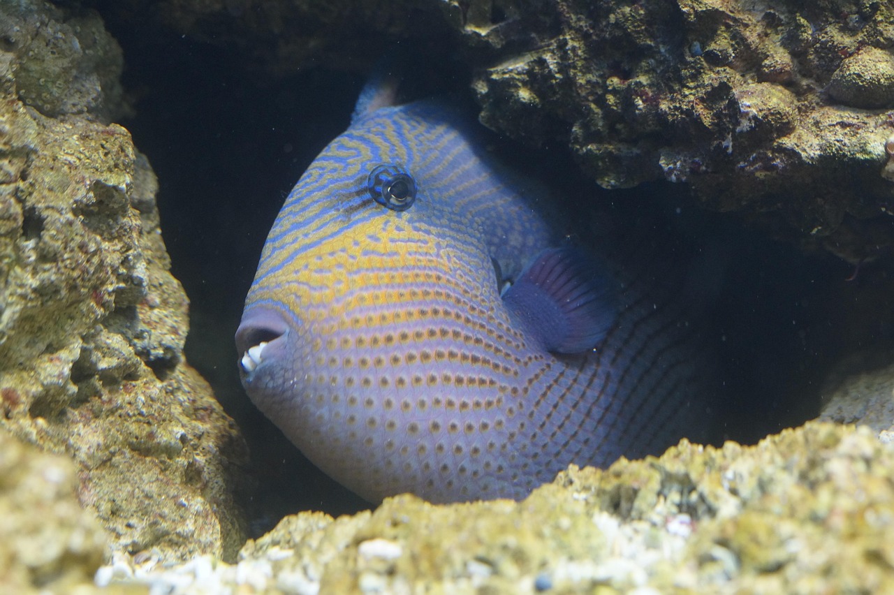 Fish - free online jigsaw puzzle photo
