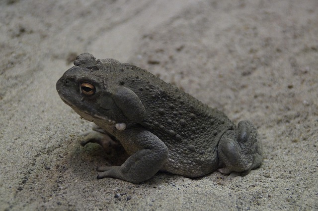 Crapaud Commun Animal Photo gratuite sur Pixabay