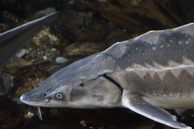 10+ kostenlose Stör Fisch und Stör-Bilder - Pixabay
