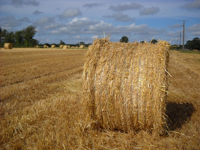 Høst, Korn