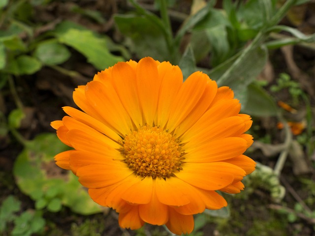 Free Marigold Flower photo and picture