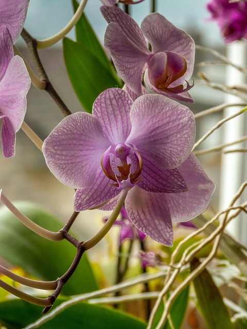 Free Phalaenopsis Pink Orchid photo and picture