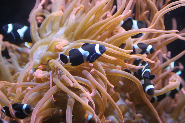 Free Anemone Fish Anemone photo and picture