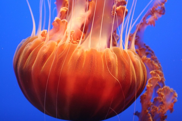 Free Jelly Fish Ocean photo and picture