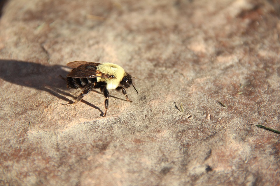 Bee Bug Insect - Free photo on Pixabay - Pixabay