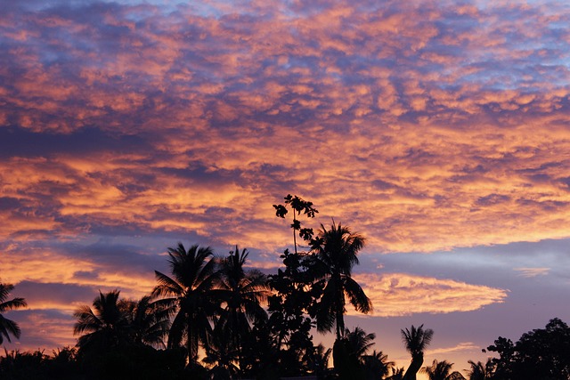 Free Palm Trees Silhouettes photo and picture