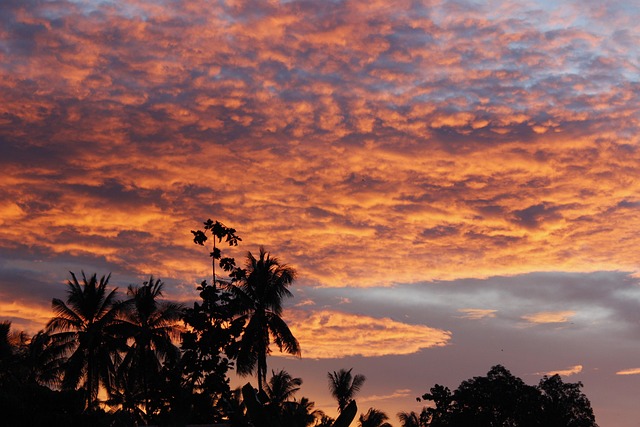 Free Palm Trees Silhouettes photo and picture