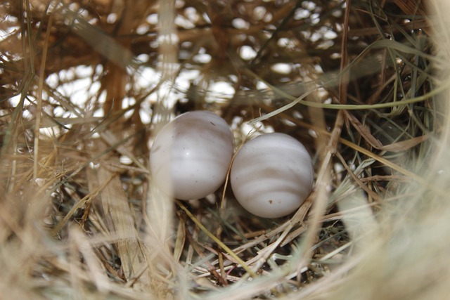 Free Bird'S Egg Nest photo and picture