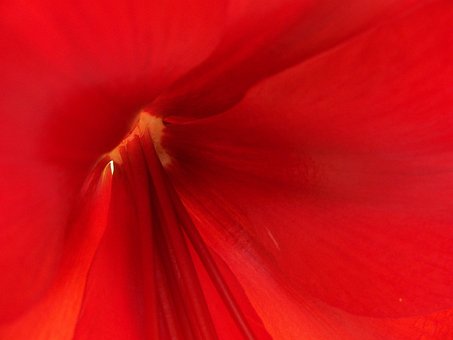 Rojo, Flor, Naturaleza, Macro