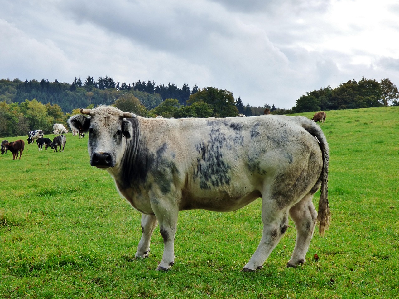 Photo Sapi Sapi Hewan Padang Rumput - Foto gratis di Pixabay - Pixabay