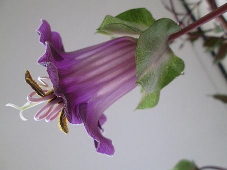Free Bell Vine Climber Plant photo and picture