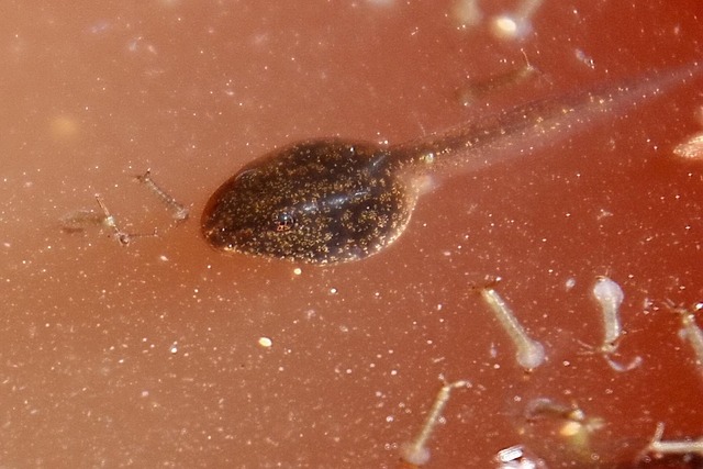 Free Frog Maggot photo and picture