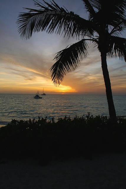 Free Palm Tree Tropic photo and picture