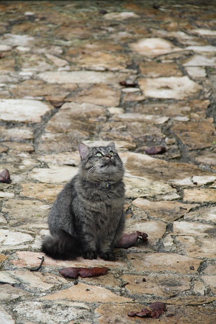 Free Cat Kitten photo and picture