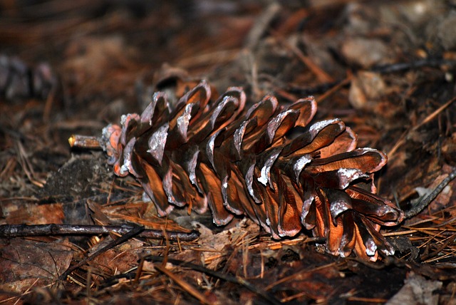 Free Cone Forest photo and picture