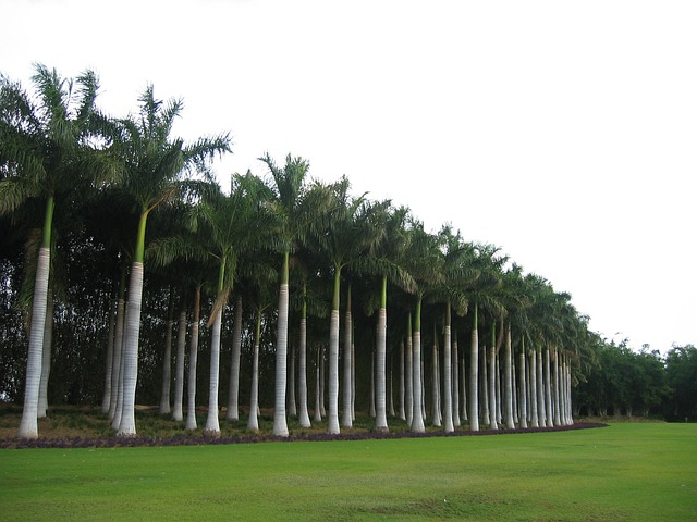 Free Palm Tree photo and picture