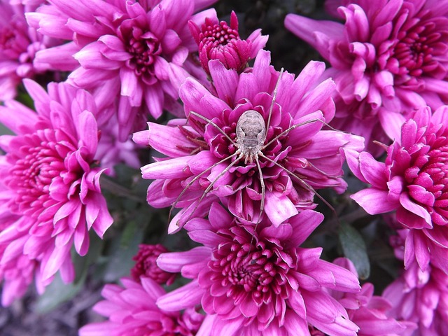 Free Spider Insect photo and picture