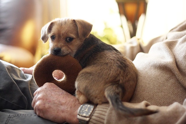 Terriër, Hond, Huisdier, Dier, Hoektand