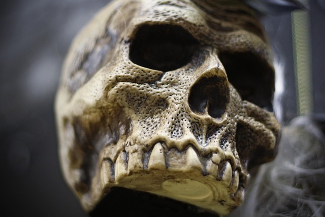 Schedel, Masker, Decoratie, Halloween