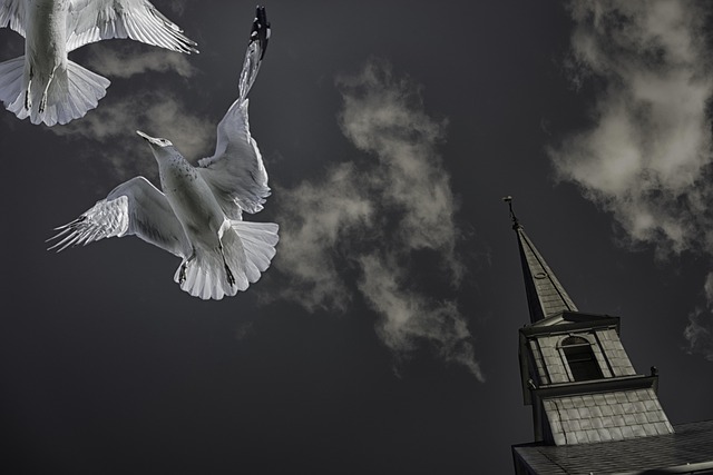 Free Seagulls Birds photo and picture
