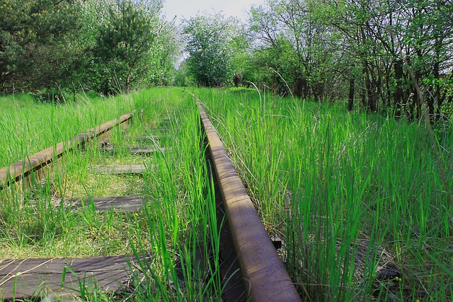Free Tracks Forest photo and picture