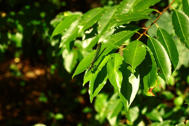 Free Forest Insect photo and picture