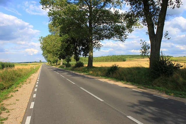 Free Way Trees photo and picture
