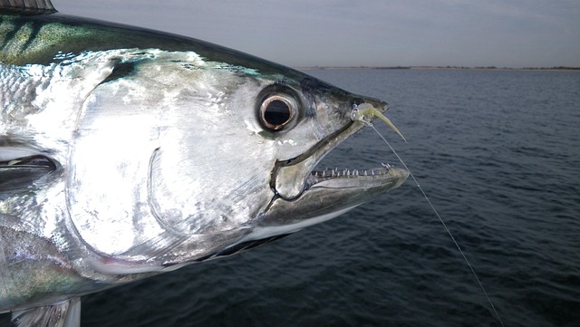 Free Tunny Fish photo and picture