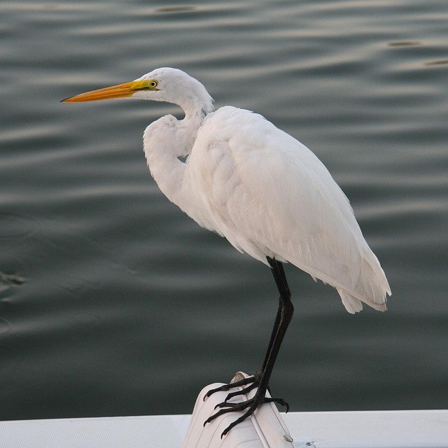Free Egret White Egret photo and picture