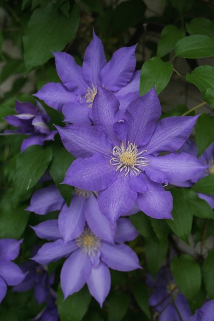 Free Clematis Purple photo and picture