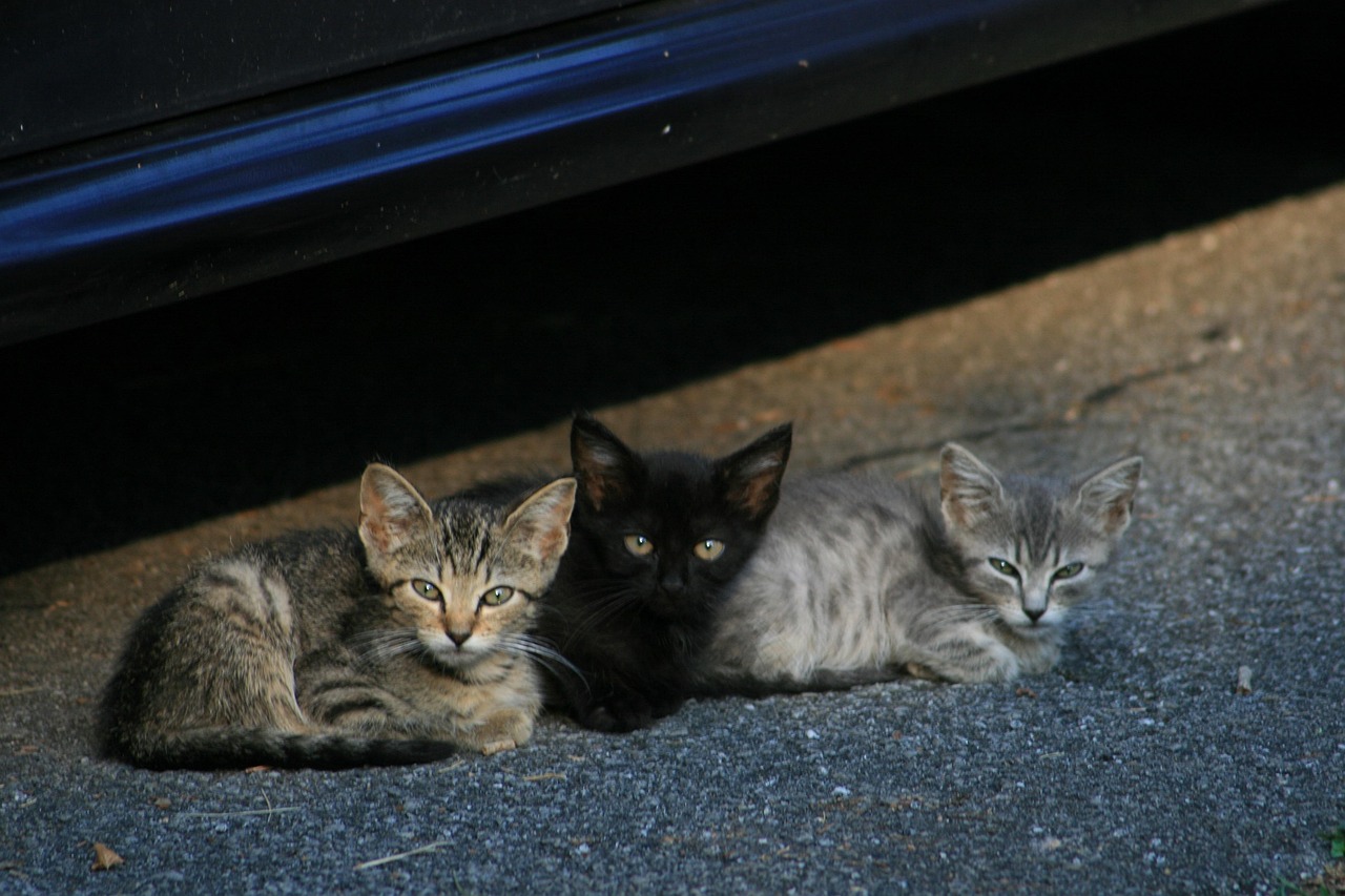 Kittens Cats Stray - Free photo on Pixabay