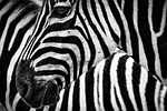 texture, zebra, stripes