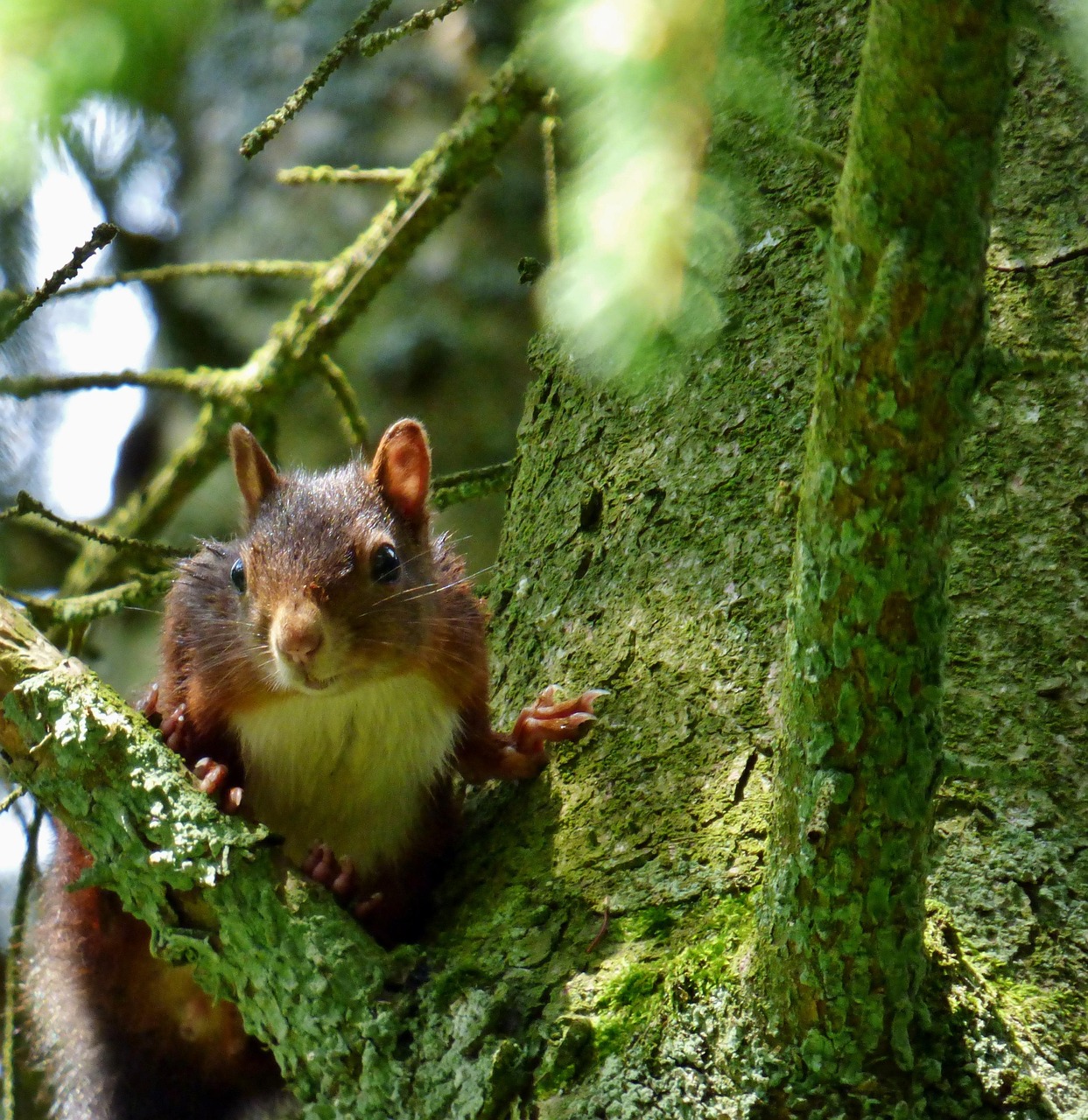 Ardilla Árbol Bosque - Foto gratis en Pixabay - Pixabay