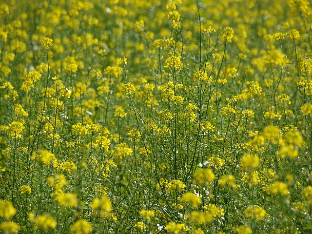Blomstereng, Gul, Blomst, Plante, Natur