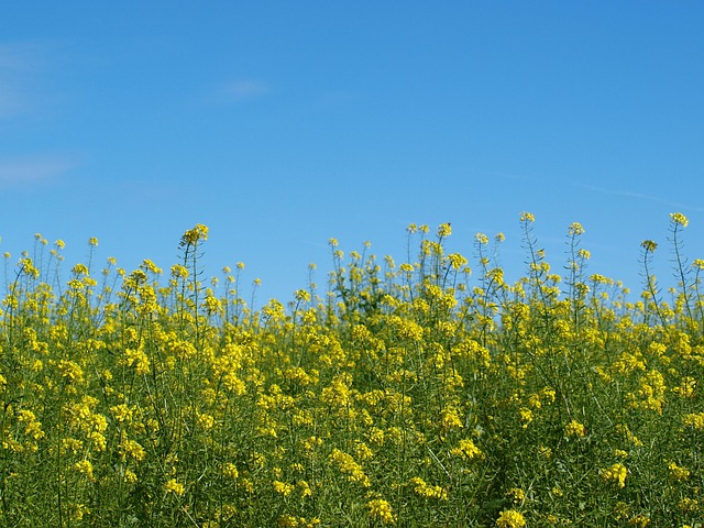 Blomstereng, Gul, Blomst, Plante, Natur