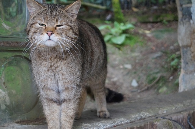 Katt, Værhår, Huskatt, Husdyr, Dyr