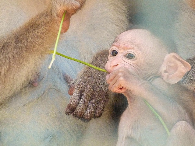 Baby, Affe, Liebe