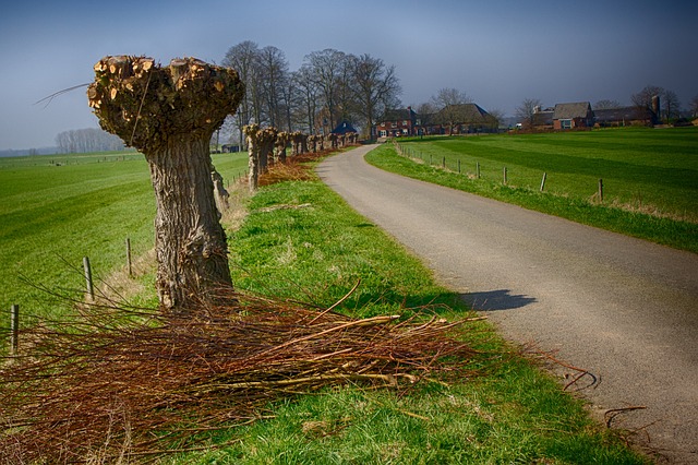 Free Pollard Willows Polder photo and picture