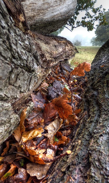 Free Tree Leaves photo and picture