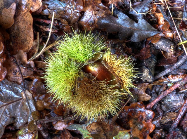 Free Chestnut Nature photo and picture