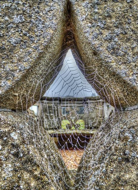 Free Cobweb Web photo and picture