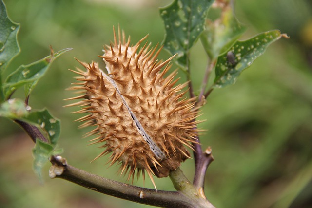Free Thorns Flower photo and picture