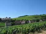 burgundy, vine, hill